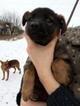 Бесплатно в хорошие руки